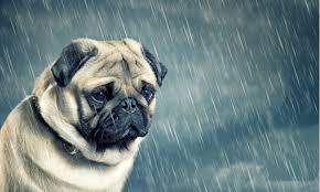 告别盲测！运动科技赋能宠物保健，定制你的爱宠专属健康计划