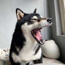 宠物保健大升级：AI算法助力早期疾病筛查，让你的爱宠更长寿