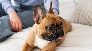 宠物保健新趋势：生物科技与基因检测，揭秘爱宠的健康密码