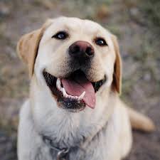 智慧养宠时代：AI算法预测宠物健康风险